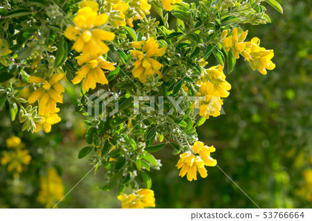 Yellow blooms of Teline osmariensis Yellow blooms of Teline osmariensis 53766664