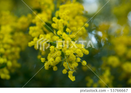 Australian acacia cultriformis bright yellow flowers Australian acacia cultriformis bright yellow flowers 53766667