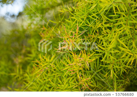 Close-up of Melaleuca linariifolia plant 53766680