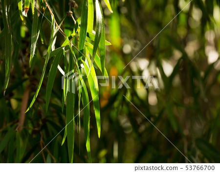Green tree branches of agonis flexuosa in garden in the spring day Green tree branches of agonis flexuosa in garden in the spring day 53766700