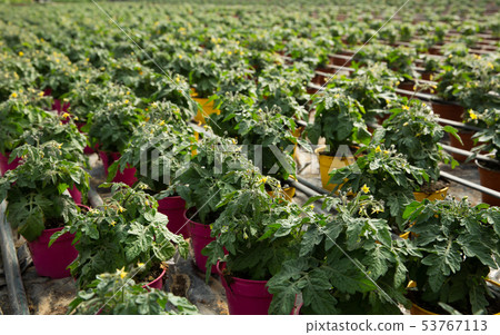 Flowers of tomato seedlings Flowers of tomato seedlings 53767113