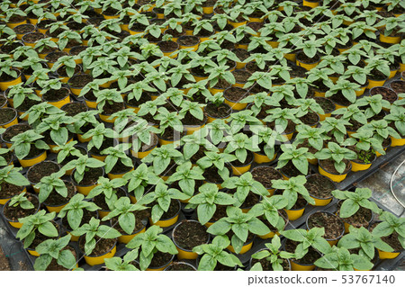 Seedlings of spearmint growing in pots in sunny greenhouse 53767140