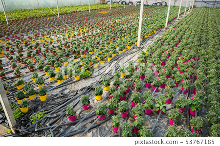 Tomato seedlings with flowers 53767185