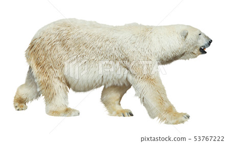 Polar bear isolated 53767222