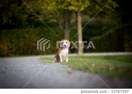 Beagle runs free 53767597