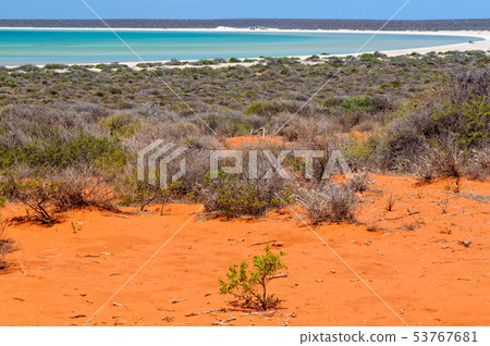 Shell Beach - Denham Shell Beach - Denham 53767681