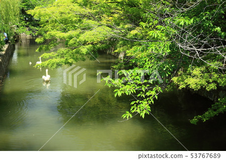 Kurashiki美容區的天鵝 53767689