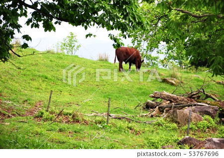 Early summer ranch 53767696