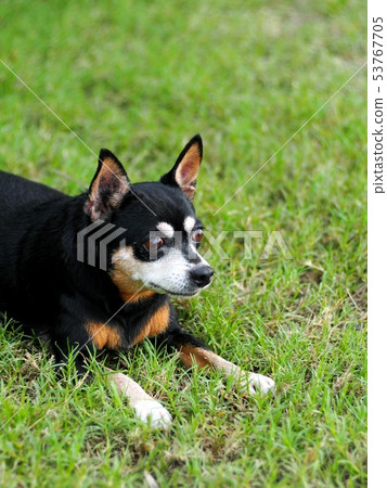 happy black fat lovely cute miniature pincher dog happy black fat lovely cute miniature pincher dog 53767705