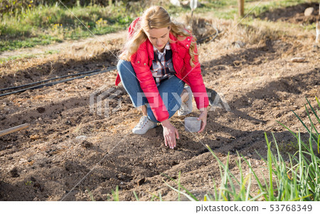 Woman planting young seeds in her organic plantation Woman planting young seeds in her organic plantation 53768349