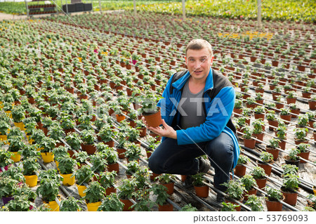 Farmer checking tomato seedlings Farmer checking tomato seedlings 53769093