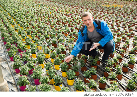 Farmer checking tomato seedlings Farmer checking tomato seedlings 53769384