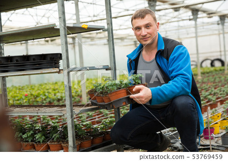Farmer checking tomato seedlings Farmer checking tomato seedlings 53769459