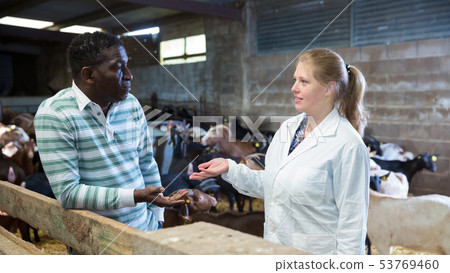 Woman veterinarian talking to goat breeder Woman veterinarian talking to goat breeder 53769460