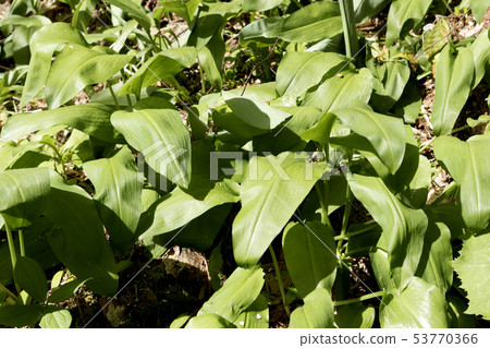Wild garlic in the green forest Wild garlic in the green forest 53770366