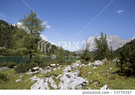 Herd of sheep at mountain lake Seebensee     53770387
