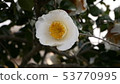 Camellia 53770995