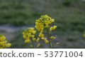 Rape blossoms 53771004