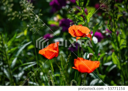 Nice red papaver flower color summer nature macro 53771158
