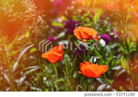 Nice red papaver flower color summer nature macro Nice red papaver flower color summer nature macro 53771180