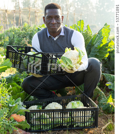 Man harvesting cauliflowers 53771891