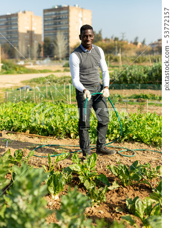 Male watering chard plants Male watering chard plants 53772157