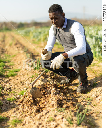 Man examining soil in kitchen garden Man examining soil in kitchen garden 53772166
