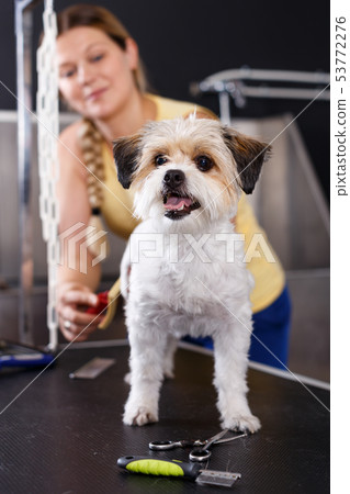 Havanese puppy getting grooming in salon Havanese puppy getting grooming in salon 53772276