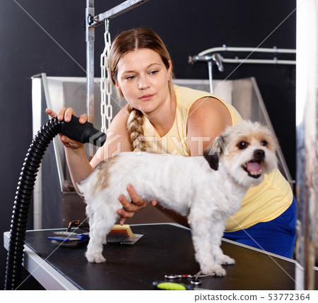 Cute havanese puppy getting treatments by female pet groomer in salon 53772364
