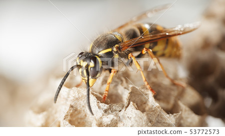 Paper wasp in vespiary Paper wasp in vespiary 53772573