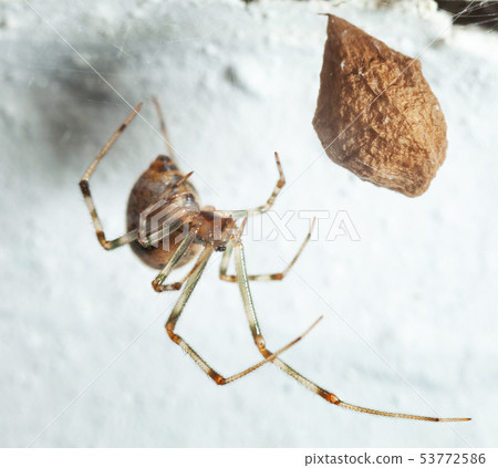 Spider and cocoon Stock Photo 53772586 PIXTA