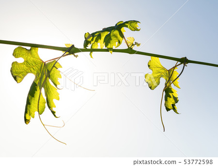 Growing leaves of vine Growing leaves of vine 53772598