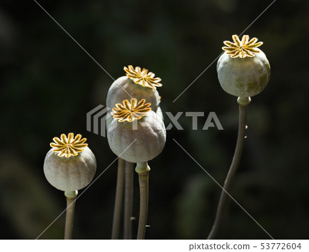 Four ripe poppy seed pods 53772604
