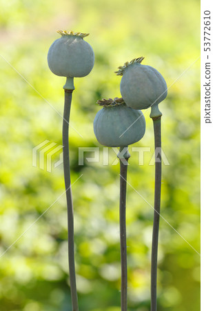 Ripe poppy heads Ripe poppy heads 53772610