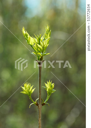 Tiny growing tree Tiny growing tree 53772634