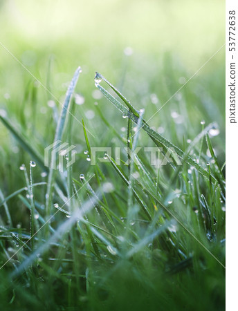 Drops on grass Drops on grass 53772638