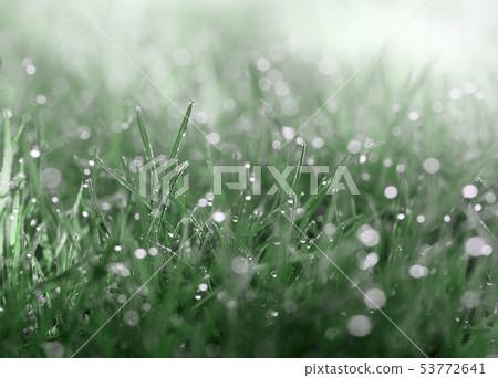 Dew on meadow Dew on meadow 53772641