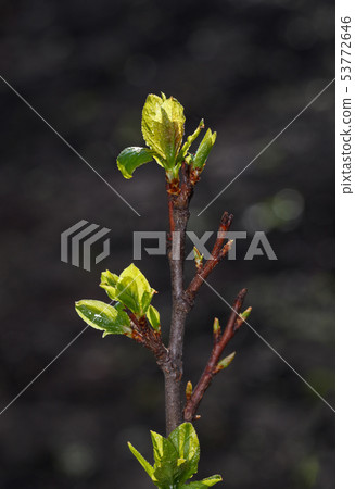 First leaves on plum twig First leaves on plum twig 53772646