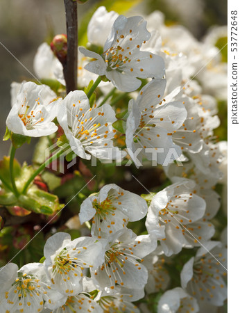 Rich blossom of fruit-tree Rich blossom of fruit-tree 53772648