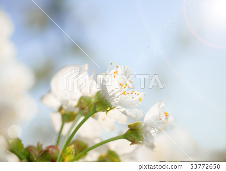 Bright spring blossom Bright spring blossom 53772650