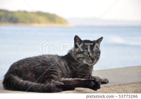 Wild Cats in Mikawa Bay 53773266