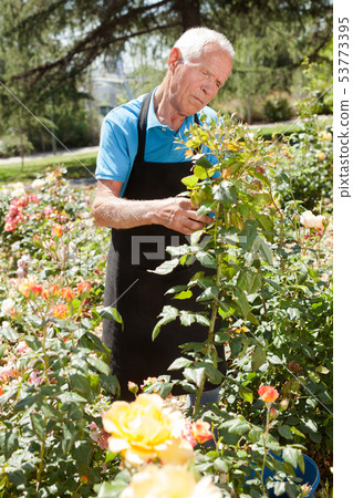 Man cutting back shoots of rose bushes 53773395