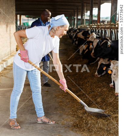 two active employees working in cowshed 53773642