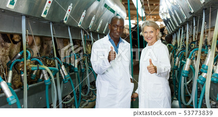 Milkmaids man and woman standing near automatical cow milking machines Milkmaids man and woman standing near automatical cow milking machines 53773839