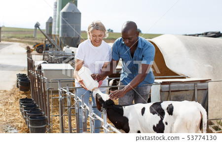 Two proffesional farmers is feeding newborn calf from bottle at cow farm Two proffesional farmers is feeding newborn calf from bottle at cow farm 53774130