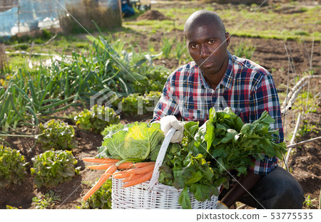 African gardener with harvest African gardener with harvest 53775535