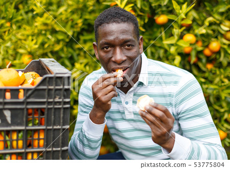 African-American farmer tasting mandarins African-American farmer tasting mandarins 53775804