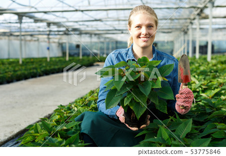 Woman working with poinsettia Woman working with poinsettia 53775846
