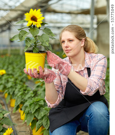 Female florist checking potted ornamental Helianthus 53775849