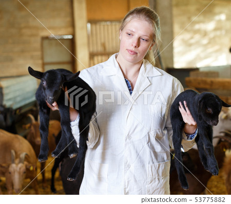 Woman veterinarian looking after little goats Woman veterinarian looking after little goats 53775882